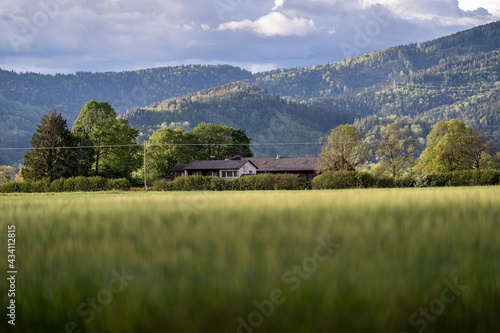 Meadow in the Blackforest between Kirchzarten and Freiburg
