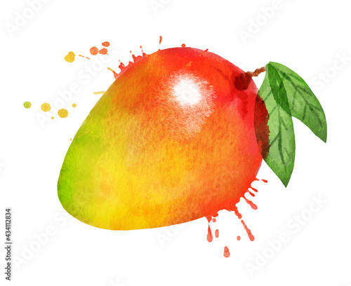 Watercolor vector illustration of mango