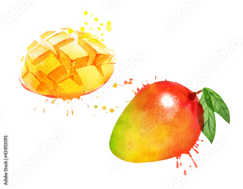 Watercolor vector illustration of mango