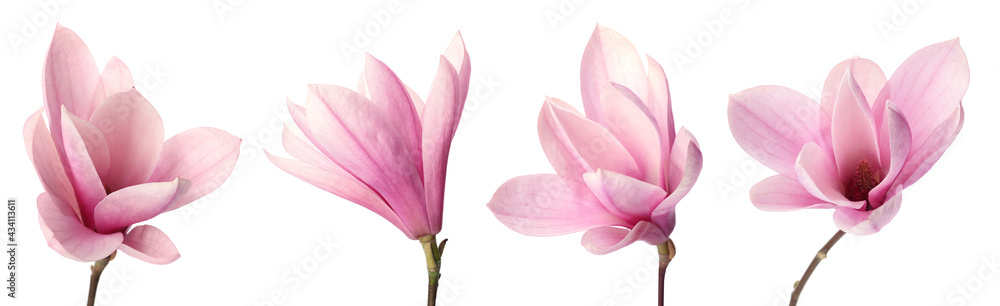 Set with beautiful magnolia flowers on white background. Banner design - obrazy, fototapety, plakaty 