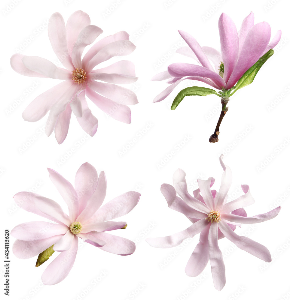 Set with beautiful magnolia flowers on white background Set with beautiful magnolia flowers on white background