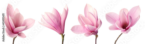 Set with beautiful magnolia flowers on white background. Banner design photo
