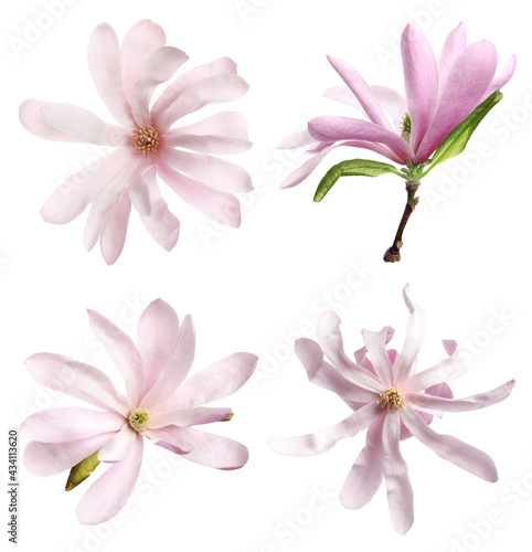 Set with beautiful magnolia flowers on white background © New Africa