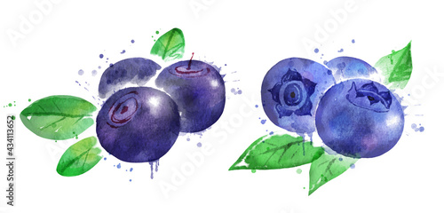 Watercolor illustration of bilberry and blueberry 