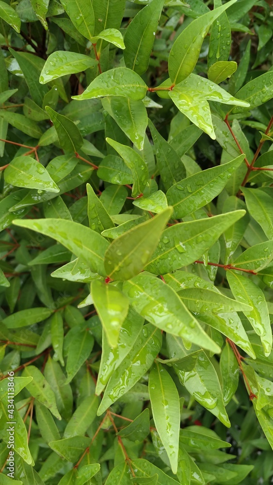 green leaves on a green background green leaves on a green background