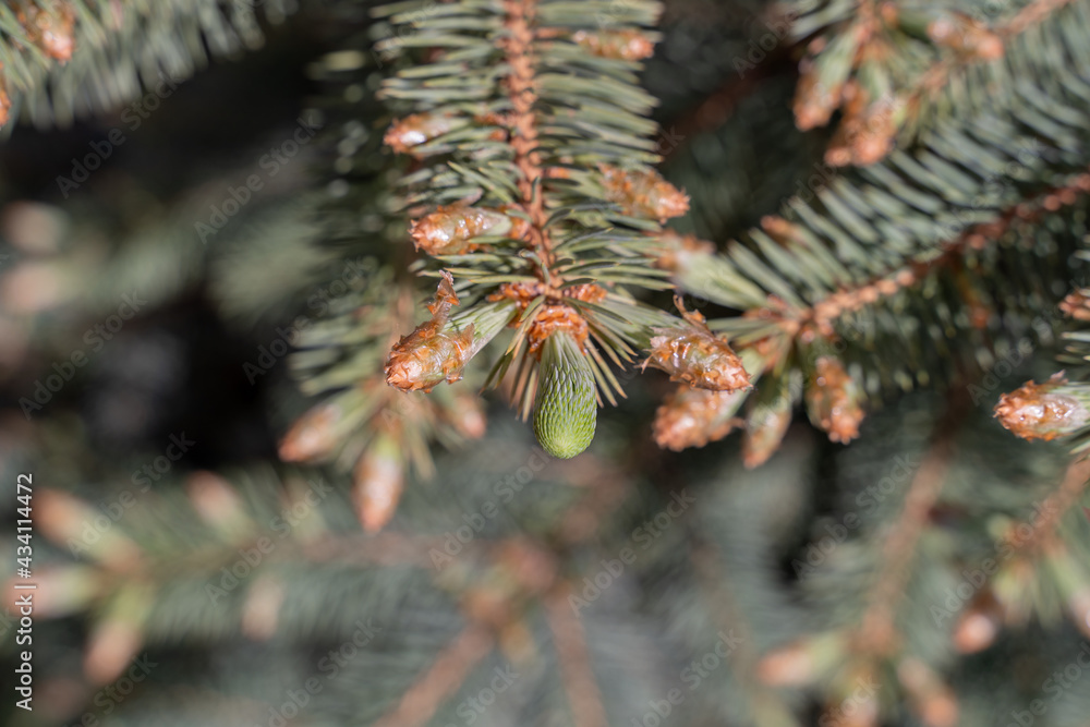 Young fresh branches of a Christmas tree with soft needles grow in