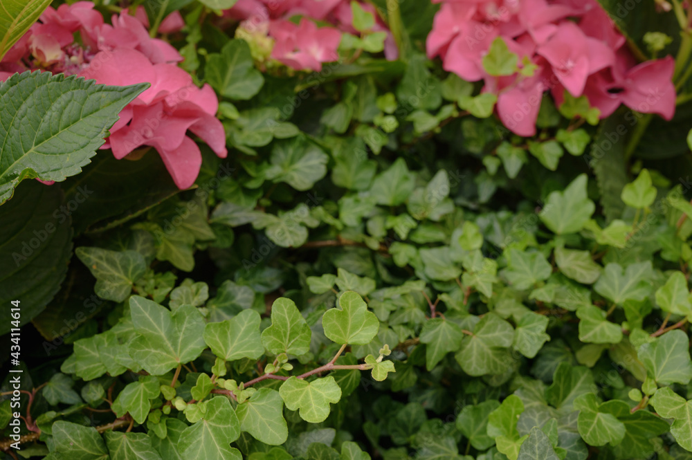 Floral background of pink hydrangea flowers close up. Floral background of pink hydrangea flowers close up.