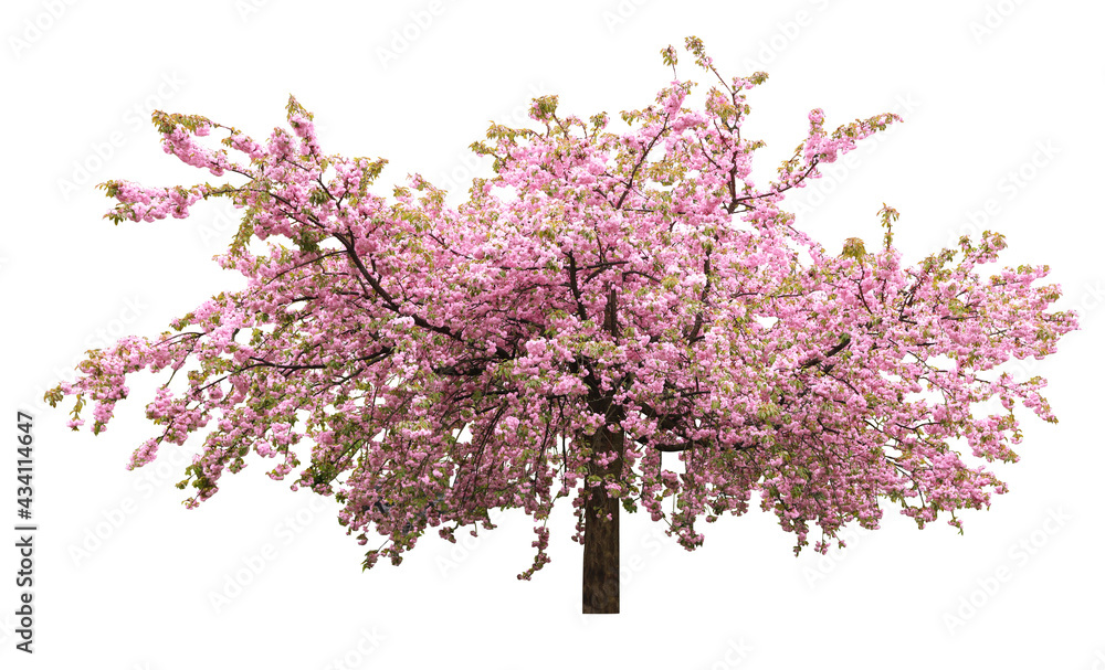 Fototapeta premium Beautiful blossoming sakura tree on white background. Banner design