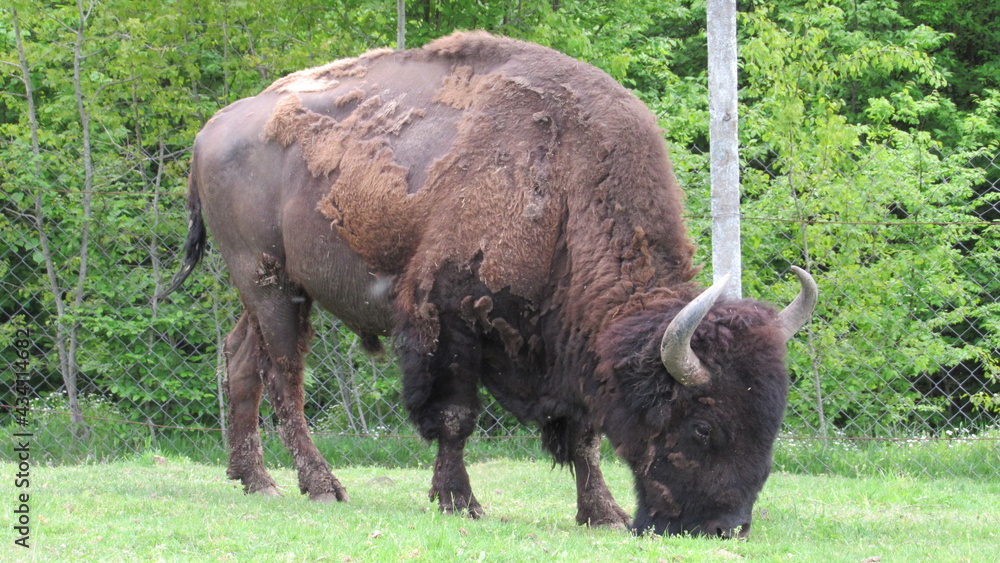 american bison at the zoo eating grass