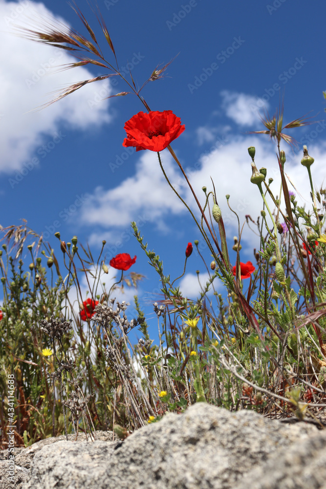 Roter Klatschmohn Blumensamen - 10g Saatgut Für Bunte Blumenwiesen Im Garten