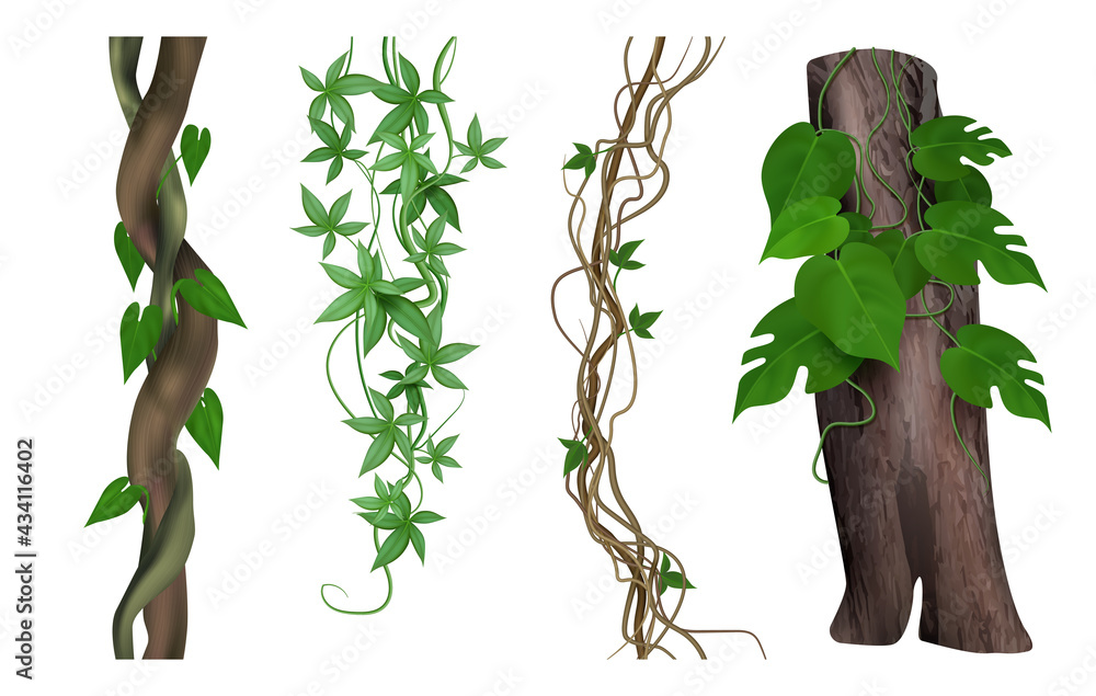 Tropical lianas. Twisted exotic jungle woody plants green climbs tendrils botanical nature objects decent vector realistic pictures - obrazy, fototapety, plakaty 