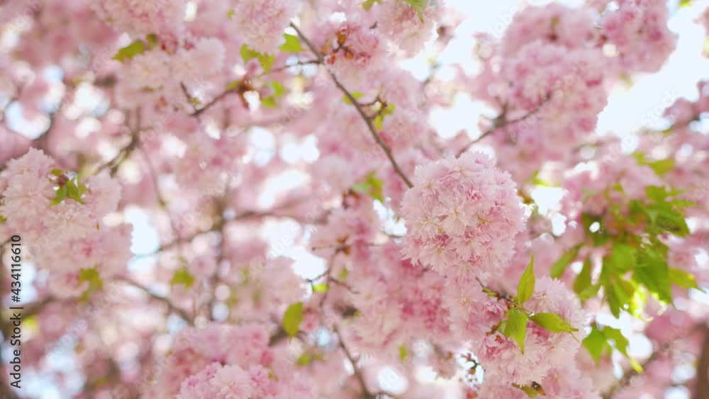 Blooming Japanese cherry or sakura sway in the wind against the backdrop of a clear sky