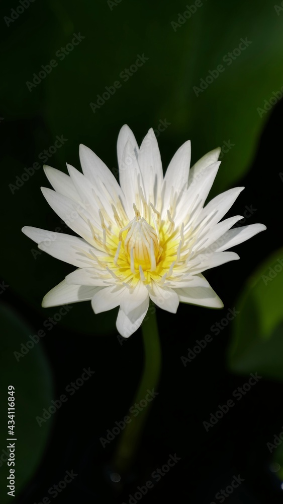 Close up white lotus flower blossom in summer season. Close up white lotus flower blossom in summer season.