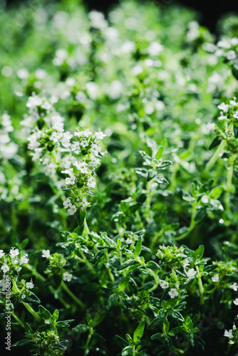 Green Flowering Thyme Leaves Background. Closeup Texture Detail. Fresh Herbs Produce