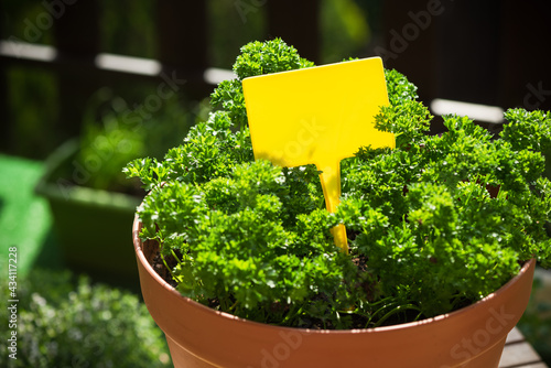 Por with Fresh Parsley Herb Growing and Empty Label. Home Gardening on Balcony, Eco Produce un Ubran Balcony photo