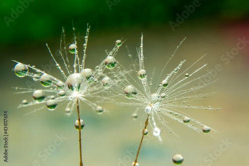 Beautiful shiny dew water drop on dandelion seed in nature macro. Soft selective focus, sparkling bokeh.
