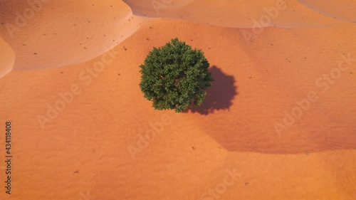 Camera arrives from the sky to a green tree in the middle of the desert photo