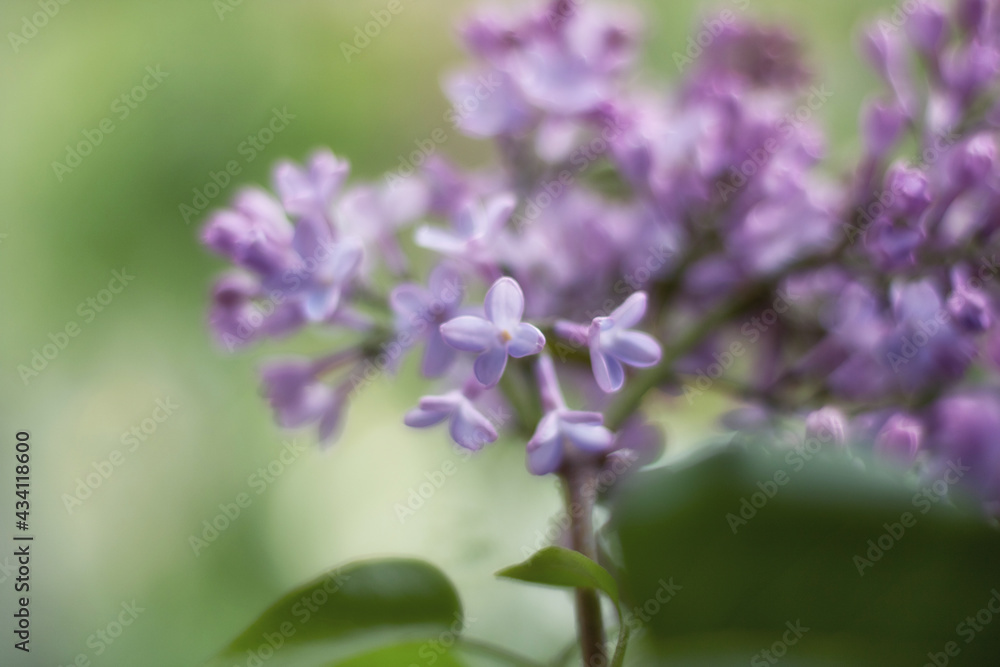 Lilac flower pink spring background. Springtime in the lilac park. Floral background. Shallow depth of field. Lilac flower pink spring background. Springtime in the lilac park. Floral background. Shallow depth of field.