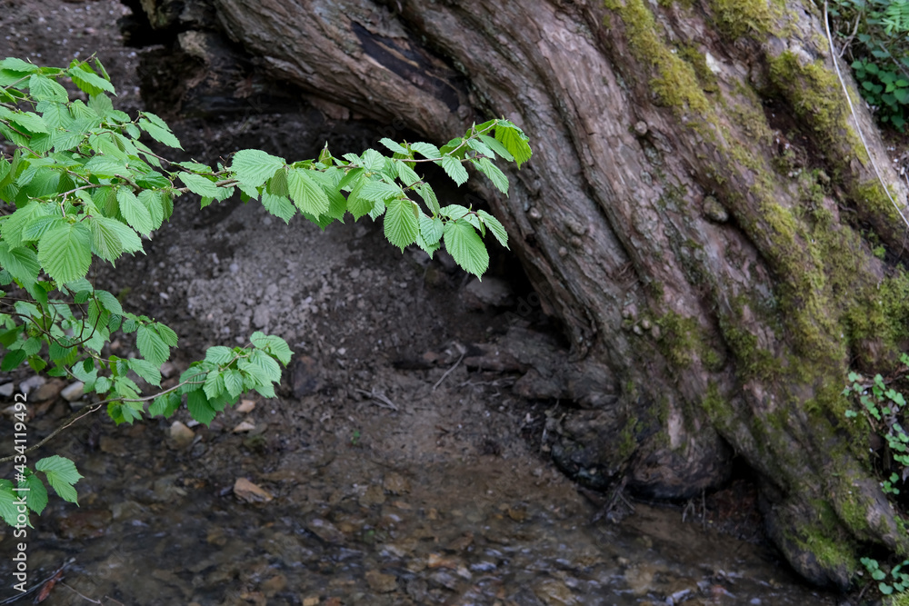 beautiful green hornbeam branch, thick trunk of an old tree, a stream of water pours along a narrow stream bed, liquid boils among stones, natural concept, ecology beautiful green hornbeam branch, thick trunk of an old tree, a stream of water pours along a narrow stream bed, liquid boils among stones, natural concept, ecology