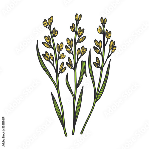 rice oryza cereal plant color sketch engraving vector illustration. T-shirt apparel print design. Scratch board imitation. Black and white hand drawn image.