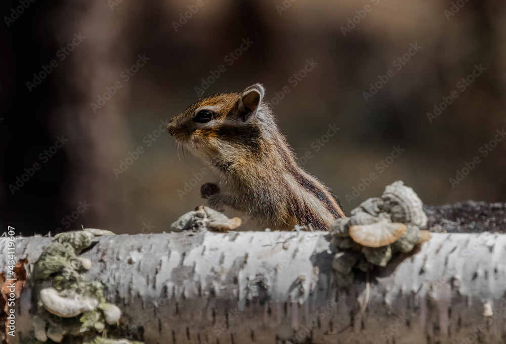 Naklejka premium chipmunk on a rock