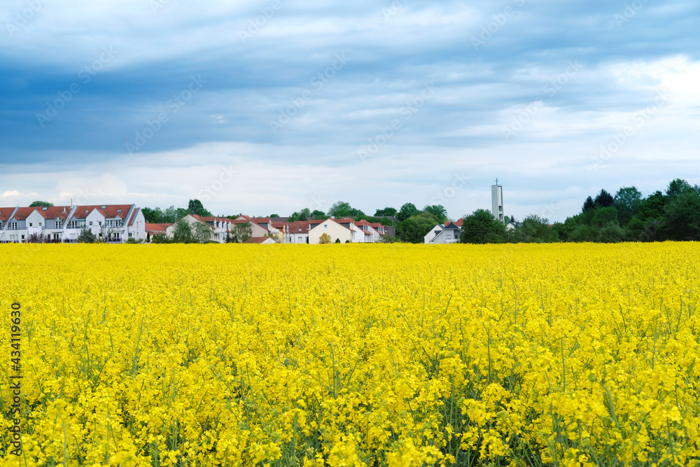 yellow rapeseed field, village, houses, suburb, real estate, summer, natural, environmental concept, vegetable oil production stage for products, machines, mechanisms, postcards, wallpapers yellow rapeseed field, village, houses, suburb, real estate, summer, natural, environmental concept, vegetable oil production stage for products, machines, mechanisms, postcards, wallpapers