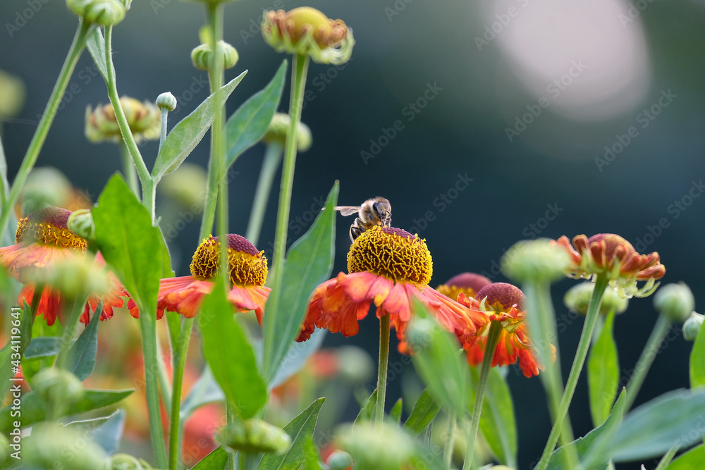 Naklejka premium owad,pszczoła,światło,kwiat,ekologia,wiosna,ogród,działka,ekologia2