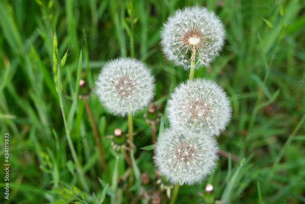 white fluffy dandelions among the grass on a green summer field, mature plants with seeds, concept seasonal, natural background for designer white fluffy dandelions among the grass on a green summer field, mature plants with seeds, concept seasonal, natural background for designer