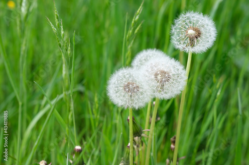 white fluffy dandelions among the grass on a green summer field  mature plants with seeds  concept seasonal  natural background for designer