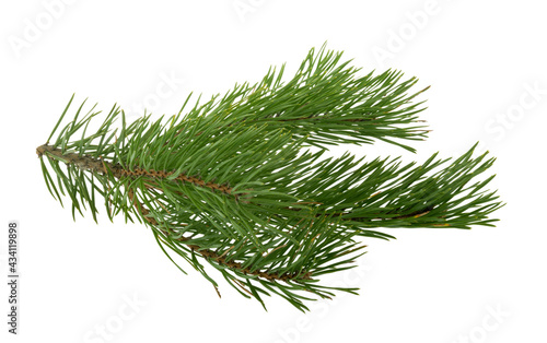 Pine branch isolated on white. without shadow