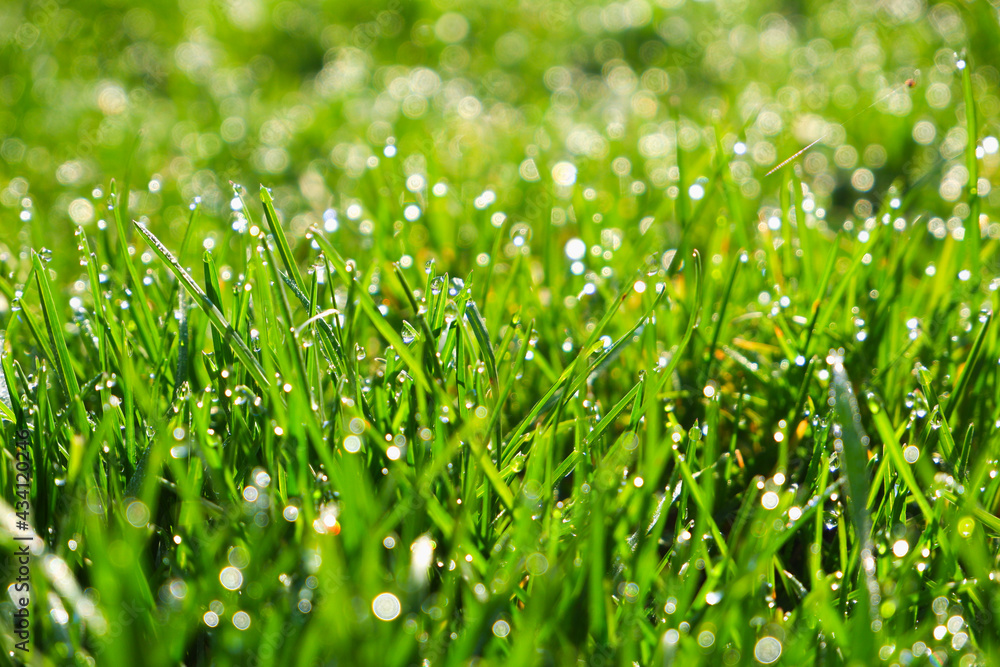 Green grass, close-up. Natural background. Green, juicy grass with dew drops in the rays of the bright sun, blurred background. Green grass, close-up. Natural background. Green, juicy grass with dew drops in the rays of the bright sun, blurred background.