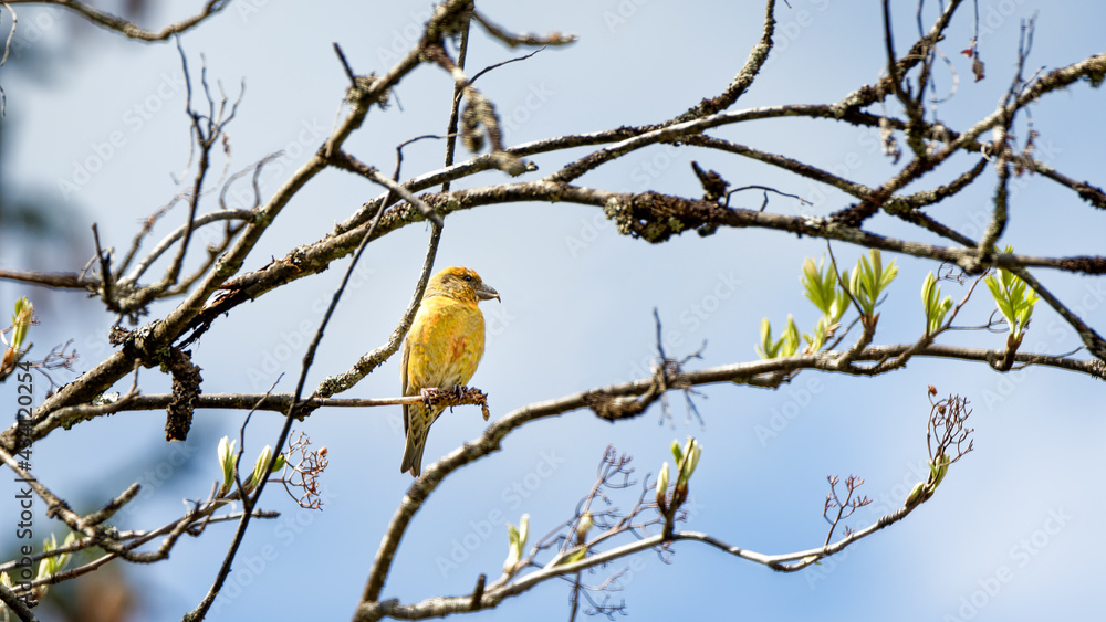 Fototapeta premium Oiseau bec croisé, isolé sur une branche
