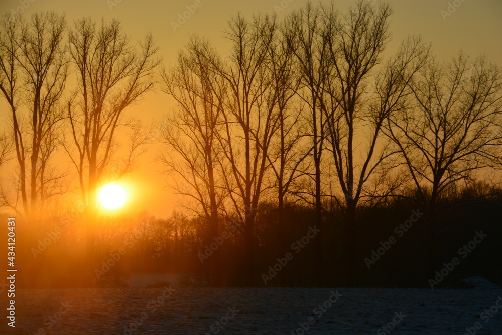 Sunset between the trees Sunset between the trees