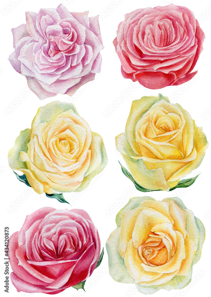 Beautiful roses, flowers on an isolated white background, watercolor botanical illustration Beautiful roses, flowers on an isolated white background, watercolor botanical illustration