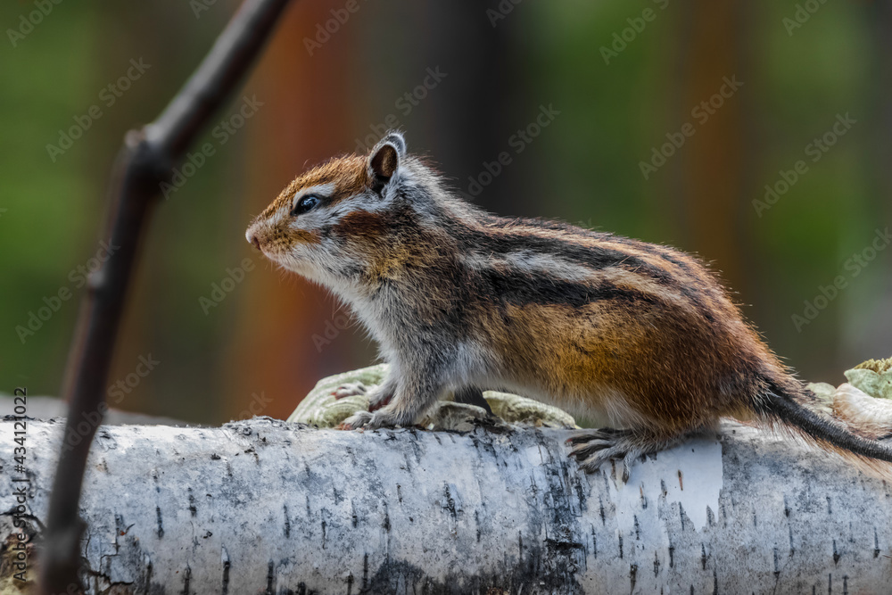 squirrel in the park squirrel in the park