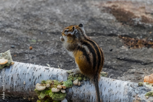 Fototapeta Naklejka Na Ścianę i Meble -  squirrel on the rock