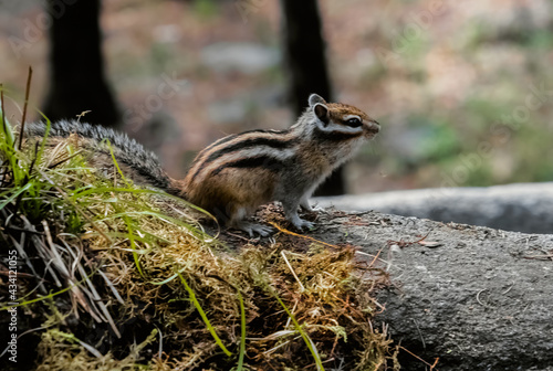 squirrel in the forest © Nikolaj