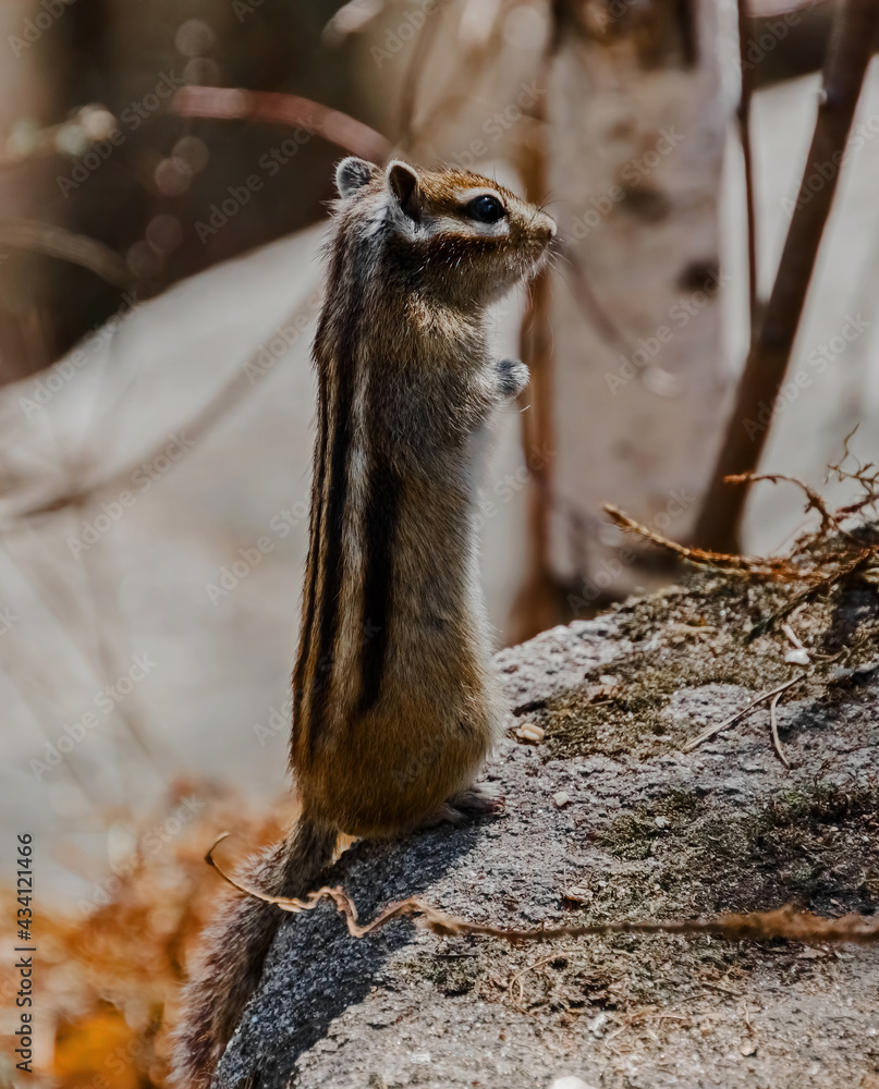 Obraz premium meerkat on the ground
