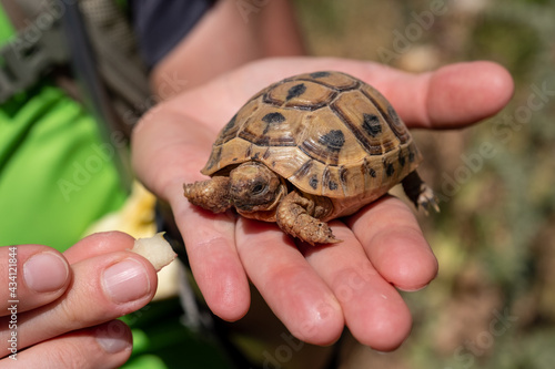 A baby of common land tortoise eats a piece of apple from a hand.