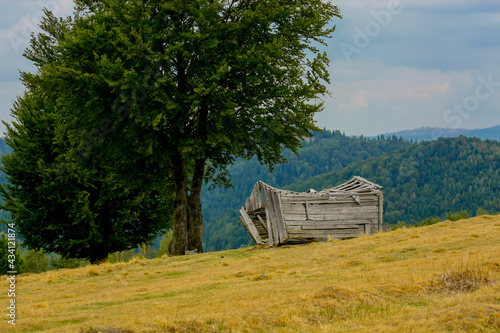 Abandoned disintegrating shepherd's hut and a tree in a mountain pasture in Transylvania