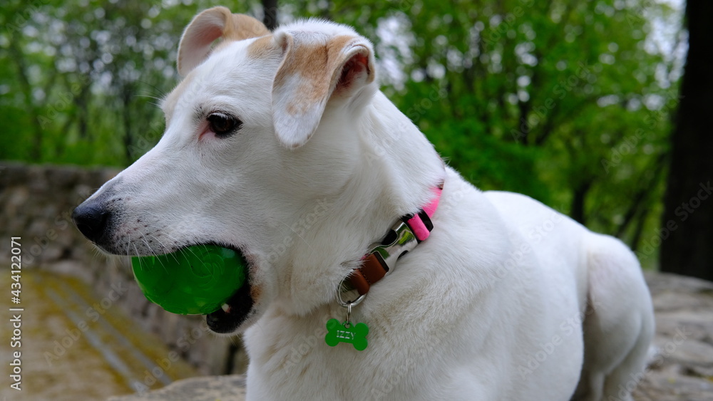 White mongrel dog in a colored collar plays with a ball on the bastion mountain