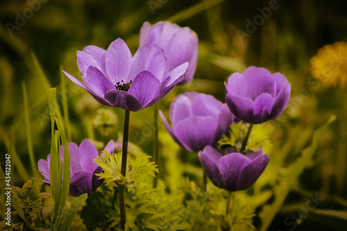 Poppy anemona in a natural habitat, close-up image
