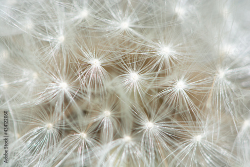 macro of blownball seeds on flower