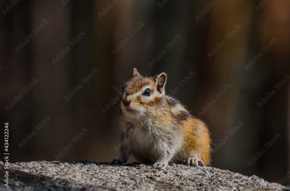 squirrel in the park squirrel in the park