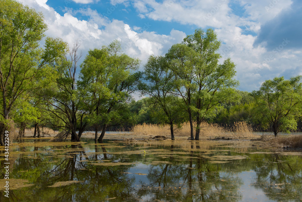 lake and trees (day landscape) lake and trees (day landscape)