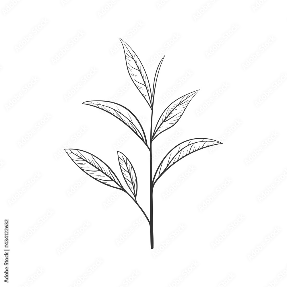 Hand drawn green tea leaf silhouette. Sketch Organic food and drink. Vector illustration, isolated black elements on a white background.