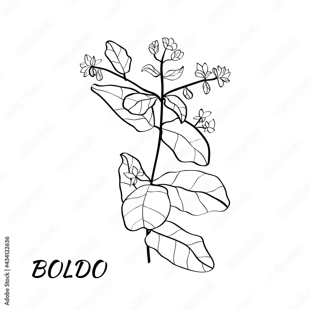 Boldo Peumus Boldus Culinary Aromatic And Medicinal Plant Set Of Branches Leaves And Flowers