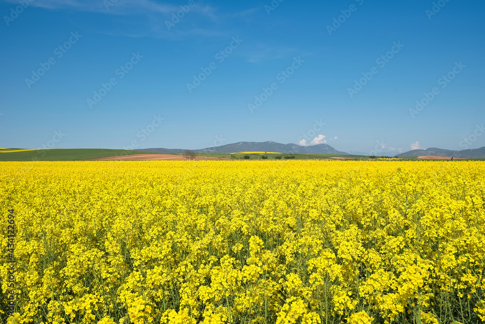 rural landscape, rapeseed, wheat and blue sky of spring