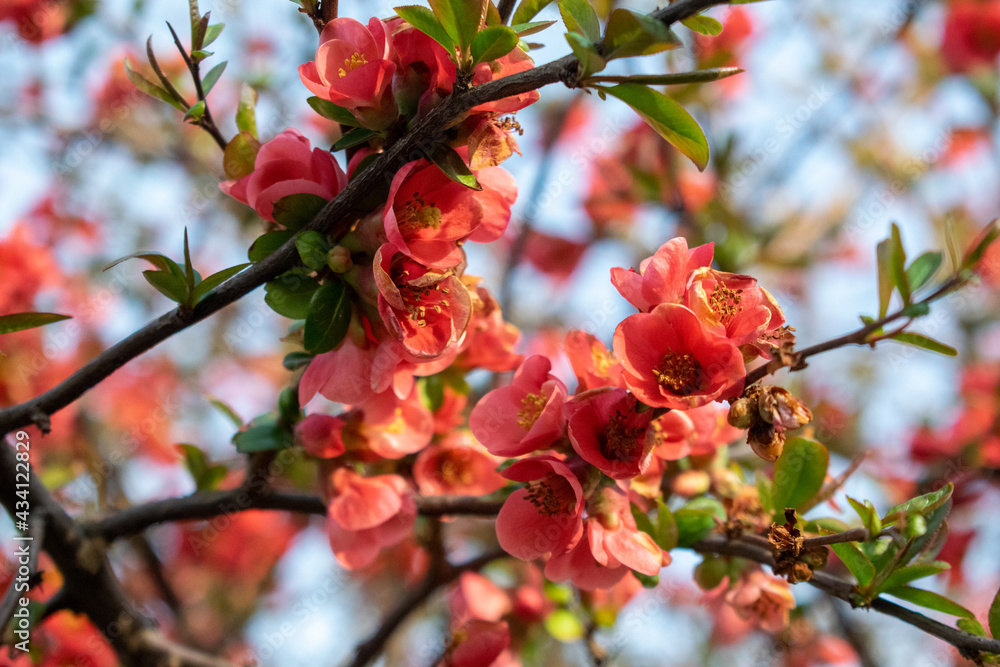 Obraz premium Closeup of beautiful Flowering-quince (Chaenomeles japonica) flowers