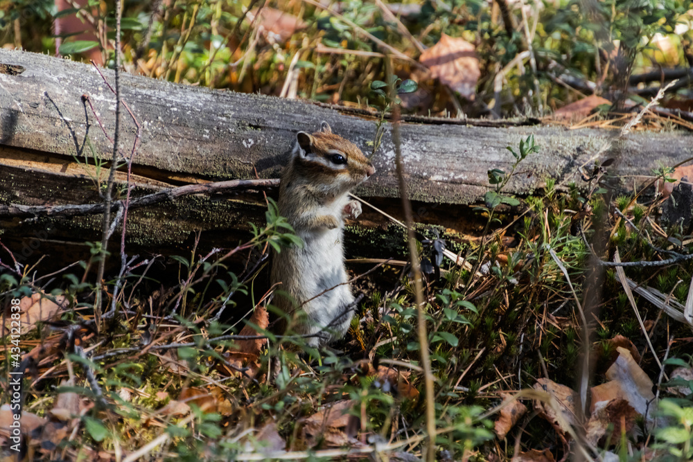 Obraz premium squirrel on a tree
